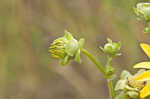 Wholeleaf rosinweed